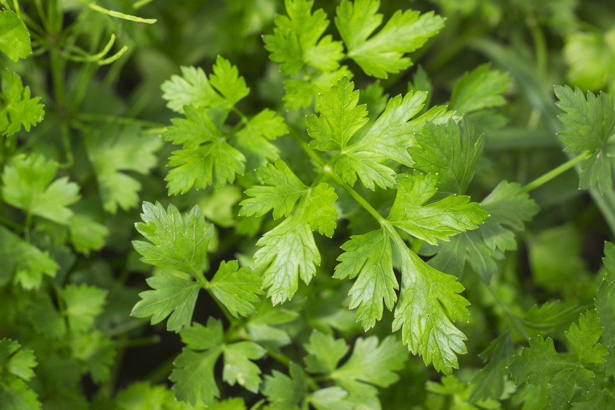 Il prezzemolo è un'erba aromatica molto usata in cucina e nella medicina tradizionale dalle grandi proprietà nutrizionali